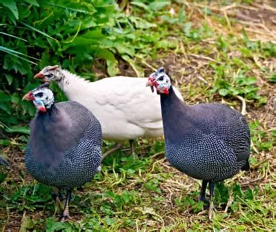 They frequently roost in trees or the rafters of the barn. . Guinea fowl for sale tractor supply